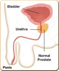 Normal Prostate